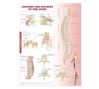 Anatomía y lesiones de la columna vertebral: gráfico anatómico