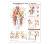 Anatomía y lesiones de la tabla anatómica de la cadera