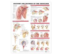 Anatomía y lesiones del hombro Tabla anatómica