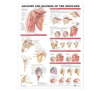 Anatomical Chart Company Anatomía y lesiones del hombro Tabla anatómica
