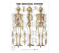 Anatomical Chart El cuadro anatómico del sistema esquelético