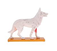 Anatomical Dog Model Acupuncture Anatomy Acupuncture Point Model of the Dog Body with 72 Acupunctur