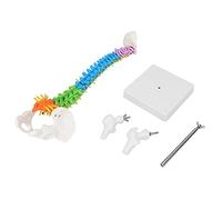 Anatomical Human Spine Model | 45cm Life Size Skeleton with Pelvis & Femur | Flexible PVC Spine Model for Anatomy Study/Art Sketch/Lab Display | Color - Coded Learning Tool