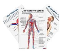 Anatomical Muscle Chart - Nervous System Posters Pack, Educational Human Body Diagram Collection, Medical Teaching Wall Artwork | Instructional Reference Material For Classroom Hospital Home Study