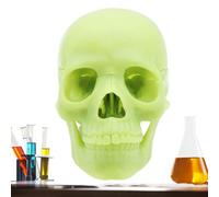 Anatomical Skull Model-Life-Size, 15 partes, réplica extraíble de una, herramienta de demostración para estudiantes de medicina | Conjunto de aprendizaje de cráneo realista con huesos para p