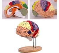 Anatómico del Cerebro Humano, Modelo Anatómico De Doble Tamaño Real, Base De Visualización Etiquetada, Modelo De Cerebro Humano De 4 Piezas para Aprender A Mostrar La Enseñanza De La Anatomía