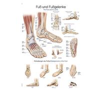 Anatómico Educativo tabla Póster de pie y articulaciones de pie anatomía Póster de varios tamaños, 50 x 70 cm