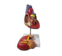 Anatómico Humano Life Modelo Corazón Anatomía Cardiovascular Herramienta de enseñanza médica