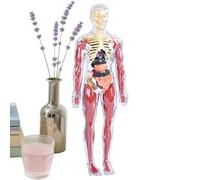 Anatomy Body Model, Educational Human Figure, 30 cm Life-Size Skeleton for Study, PVC Learning Tool, Classroom Anatomy Display with Removable Organs, Science Teaching Aid for Students Use