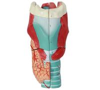 Anatomy Model of Human Larynx, 2X Enlarged Human Throat Model, Shows Details Anatomy of Vocal Folds and Respiratory Tract, Detachable 5 Parts, Realistic Detail, for Studying, Demonstration