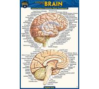 Anatomy of the Brain (Pocket-Sized Edition - 4x6 Inches)