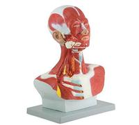 Anatomy Skeleton Models, Kopf Und Hals Brustmuskel Anatomisches Modell PVC-Muskeln Menschliches Anatomisches Modell Und Kopf Für Die Mikroplastische Bildung Des Gesichts, Der Muskeln Und