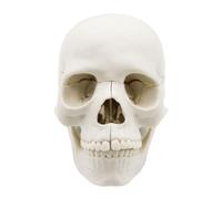 Anatomy Skull - Gorras de cráneo de estudio mejoradas, modelo de cabeza humana desmontable de tamaño real, estructura ósea realista, herramienta educativa, aprendizaje de estudiantes de medicina