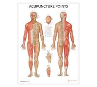 Anatomy Stuff Gráfico de puntos de acupuntura, póster de 45 x 60 cm, diagrama de acupuntura, visualización de clínica de medicina china, terapia con agujas