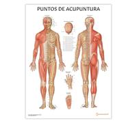 Anatomy Stuff Puntos de acupuntura, español, 45 x 60 cm, 45,7 x 61 cm, diagrama de puntos de acupuntura