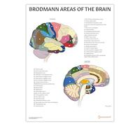 AnatomyStuff Brodmann Áreas of the Brain Anatomy Póster/gráfico de 45 x 60 cm, 45,7 x 60 cm, diagrama de mapeo cerebral, herramienta de estudio de neurociencia
