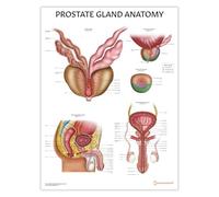 AnatomyStuff Gráfico de anatomía de la próstata, 45 x 60 cm, diagrama del sistema reproductivo masculino, educación para la salud masculina, póster de urología