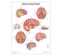 AnatomyStuff Juego de 2 pósteres de anatomía cerebral y nerviosa, 45 x 60 cm, diagrama de nervios, gráfico anatómico del cerebro, juego de pósteres de anatomía humana (cerebro)