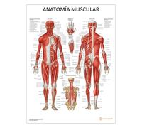 AnatomyStuff Póster de Anatomía Muscular - ESPAÑOL, 45 x 60 cm, 18 x 24 pulgadas, Diagrama Muscular, Gráfico de Anatomía Muscular