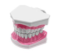 ANCLLO Modelo de Diente 2 Veces Modelo de Dientes Grandes Dental Modelo de Diente de Cepillado de Estudio de enseñanza Dental para enseñanza y Estudio