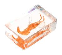 ANDRESLAD Muestra de Camarón de Resina Decorativa Tamaño Pequeño Material Duradero Ligera y Portátil Adecuado para Colección Científica Educación y Decoración de Escritorio