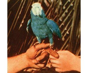Andrew Bird - Are You Serious
