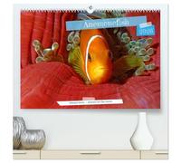 Anemonefish - always busy - always on the move (High Quality Premium Wall Calendar 2026 DIN A2 landscape),CALVENDO 12 Month Wall Calendar: Clownfish - Always busy - Always in move