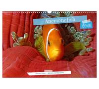 Anemonefish - always busy - always on the move (Wall Calendar 2026 DIN A3 landscape), CALVENDO 12 Month Wall Calendar: Clownfish - Always busy - Always in move