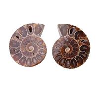ANGGREK Espécimen Fósil Amonita Piedras Fósiles Naturales 2pcs Conchas de Caracol Margascar para Enseñar Decoración del Hogar con Historia Antigua Estilo Retro (Diámetro 4 cm)