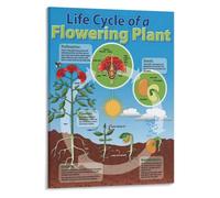 Angiosperm Growth Guide Poster Canvas Print for Biology Study Room | Features seedling sprout bud bloom fruit formation sequence clearly. Ideal nature visual.(Framed,08x12inch(20x30cm))