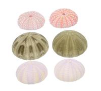 Angoily 6 Piezas Erizos de Mar Aire Planta Soporte Cáscara Tillandsia Maceta para Casa Jardín Manualidades Playa Boda Fiesta Decoración