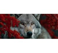 Animal 5D Diamond Painting, Lobo Diamond Painting Adultos, DIY Cuadro Diamante Accesorios, 5D Dibujos con Diamantes Art Kit Manualidades Adultos, Regalo, Primavera Decoracion Hogar, 110x50cm 3-8645