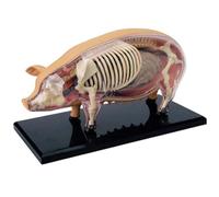 Animal Anatomy Model, Detachable Science Demostration Toy, Veterinary Swine Anatomy Model, Biology Teaching Aids For Classroom Veterinary Schools Student Pet Clinics Education Training