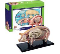 Animal Model - Veterinary Swine for Anatomy, Detachable Parts with Biology Demonstrations, Educational Toy for Classroom Teaching, Schools, Interactive Engagement Professional Environments 15.6inches