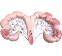 Animal Uterus Anatomical Model - Dog, Pig, Cow, Sheep, Horse Reproductive System Educational Tool for Doctors and Students(Pig)
