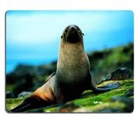 Animal Wildlife Seal Shore Alone Coast Cute Alfombrillas de ratón Personalizado Hecho a la Medida Soporte Ready Eco Friendly Cloth con Alfombrilla de ratón de Neopreno