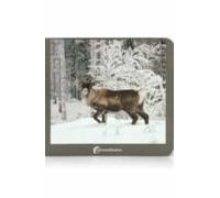 animales polares