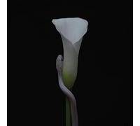 Animals As Leaders – Parrhesia – CD – Importación USA – Harmonia Mundi