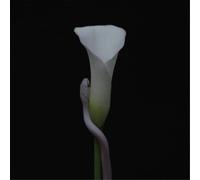 Animals As Leaders - Parrhesia