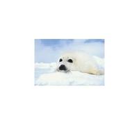 Animals - Poster - Baby Seal Cub [Size 61 cm x 91,5 cm]