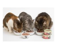 ANIMALUJOS-Lucky Lou Extra Food Atún & Gambas en Gelatina 70 g - Snack monoproteico, sin Cereales ni azúcar, hidratante y Ultra digestible para Gatos exigentes - 6 Unidades