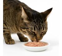 ANIMALUJOS-Lucky Lou Extra Food Atún y Salmón en Caldo 70 g - Snack Gourmet, sin Cereales ni azúcar, hidratante y Altamente digestible - 6 Unidades