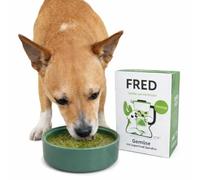 ANIMALUJOS Smoothies para Perros 200 g - Alimentación Complementaria Pack Mix (3 Unidades, VERDURA-ESPIRULINA)