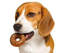 ANIMALUJOS - Snack Natural para Perros en Forma de Rosquilla de Pollo con Coco | 16 Unidades | Golosina Saludable y Sabrosa | Sin Cereales ni Azúcares Añadidos | Premio Nutritivo para Perros
