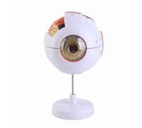 ANKROYU Modelo de anatomía del Ojo Humano Modelo de Globo Ocular de PVC ampliado 6X con 7 Piezas Desmontables para la enseñanza de la educación científica y el Aprendizaje de los e