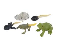 ANKROYU Ranidae Conjunto de Modelos de Ciclo de Crecimiento Simulación en Miniatura Etapas de la Vida Animal Ciencia educativa para el Aula Aprendizaje en el hogar Figuras de Anima