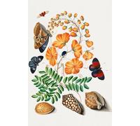 Anna Blackburne Vintage Cabinet of Curiosities Shells Beetles Butterflies Flowers Lined Notebook 120 pages