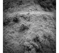 Anna Tivel - Animal Poem [Vinilo]