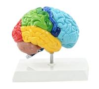 Annadue Modelo de Cerebro Humano Anatomía del Hemisferio Derecho, Zonas Funcionales Codificadas por Colores Herramienta de Enseñanza de Neurociencia, Cerebro de Simulación de PVC para Psicología