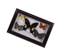 Anneome Marco de Fotos de Madera 5 Ejemplares Reales de Mariposas en Color Café, Muestra Enmarcada para Decoración del Hogar, Coleccionistas y Exhibición Científica, Diseño Fijo